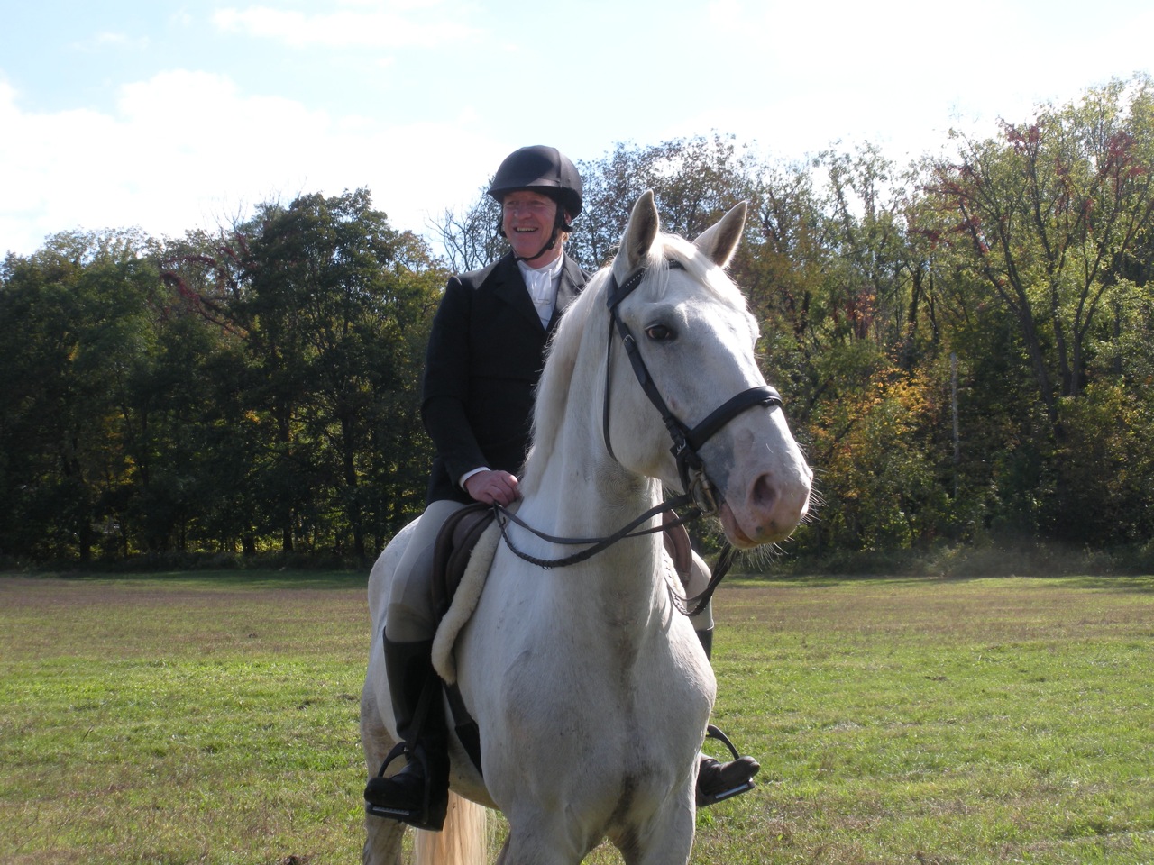 Irish Draught Horse gelding, by O'Leary's Irish Diamond